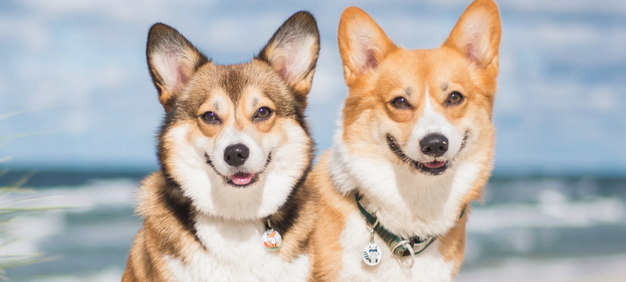 Two Corgi's sitting on the beach with their Renewal Tags on. 